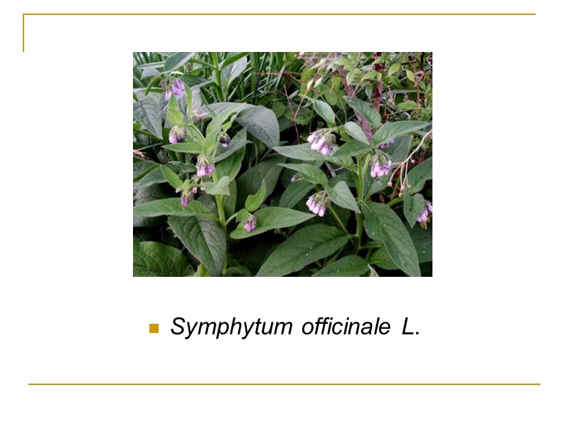 Symphytum officinale L.